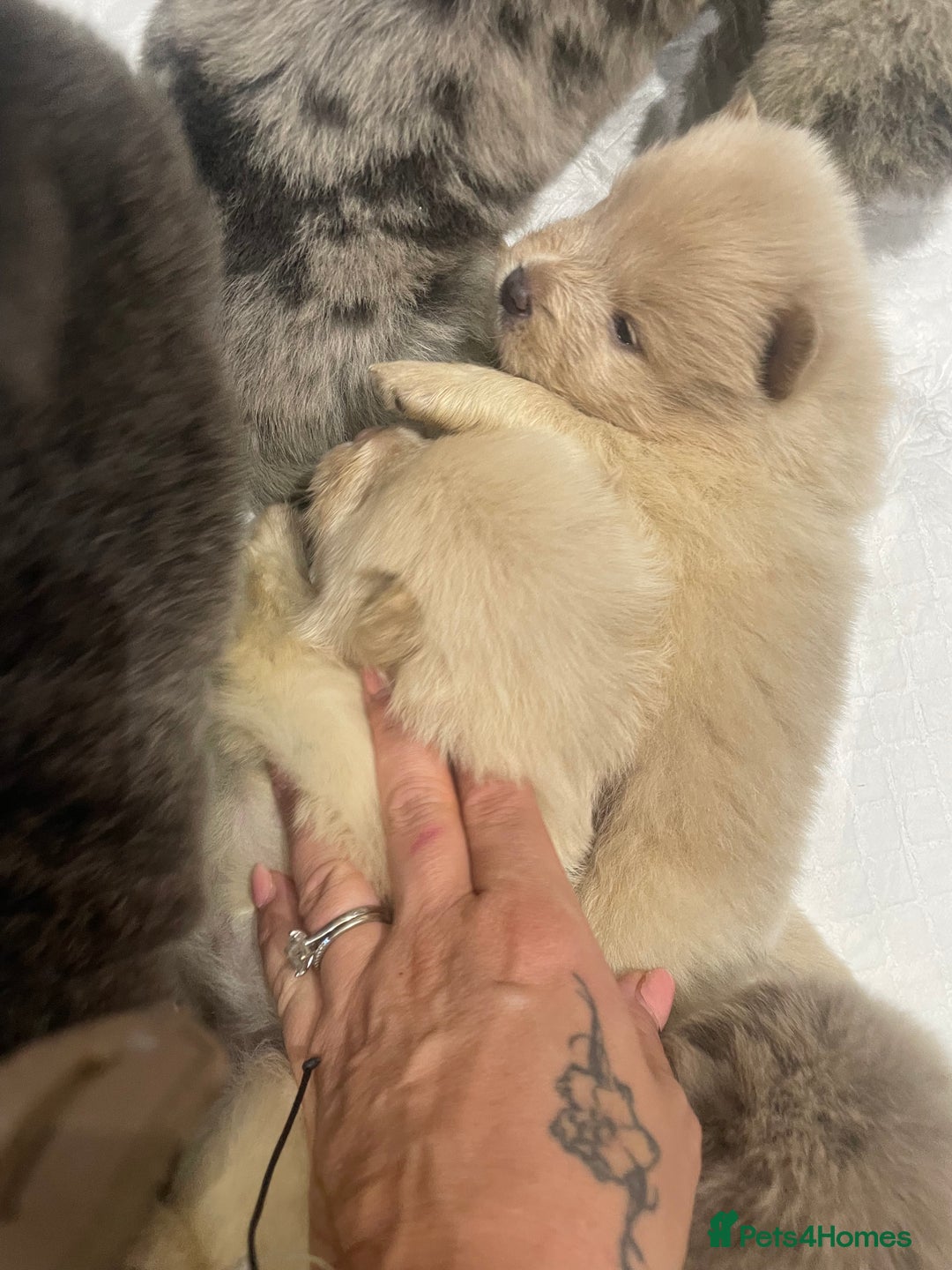 Chow Chow dogs for sale: Chow chow pups - Image 15