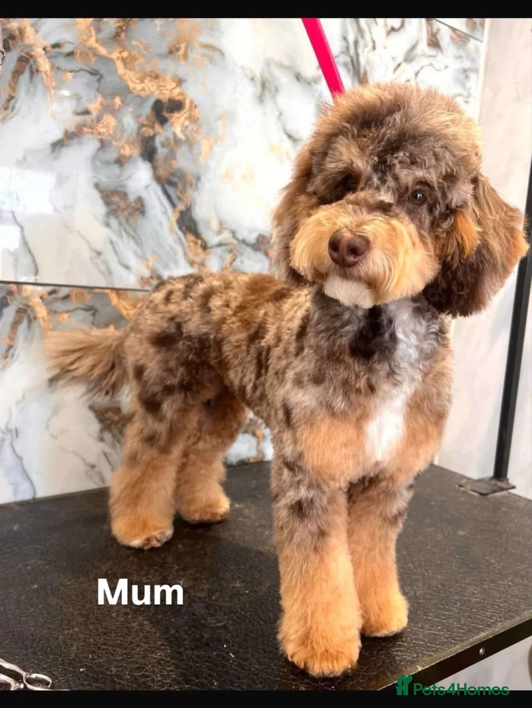 Cockapoo dogs for sale: Cockapoo puppies  in Liverpool - Advert 1