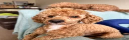 Miniature Poodle dogs for sale: Pedigree Miniature Poodles - Advert 3