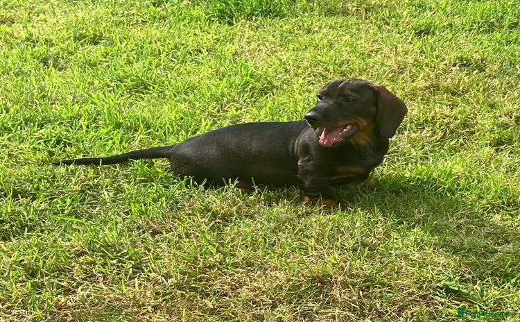 Dachshund dogs - Advert 5