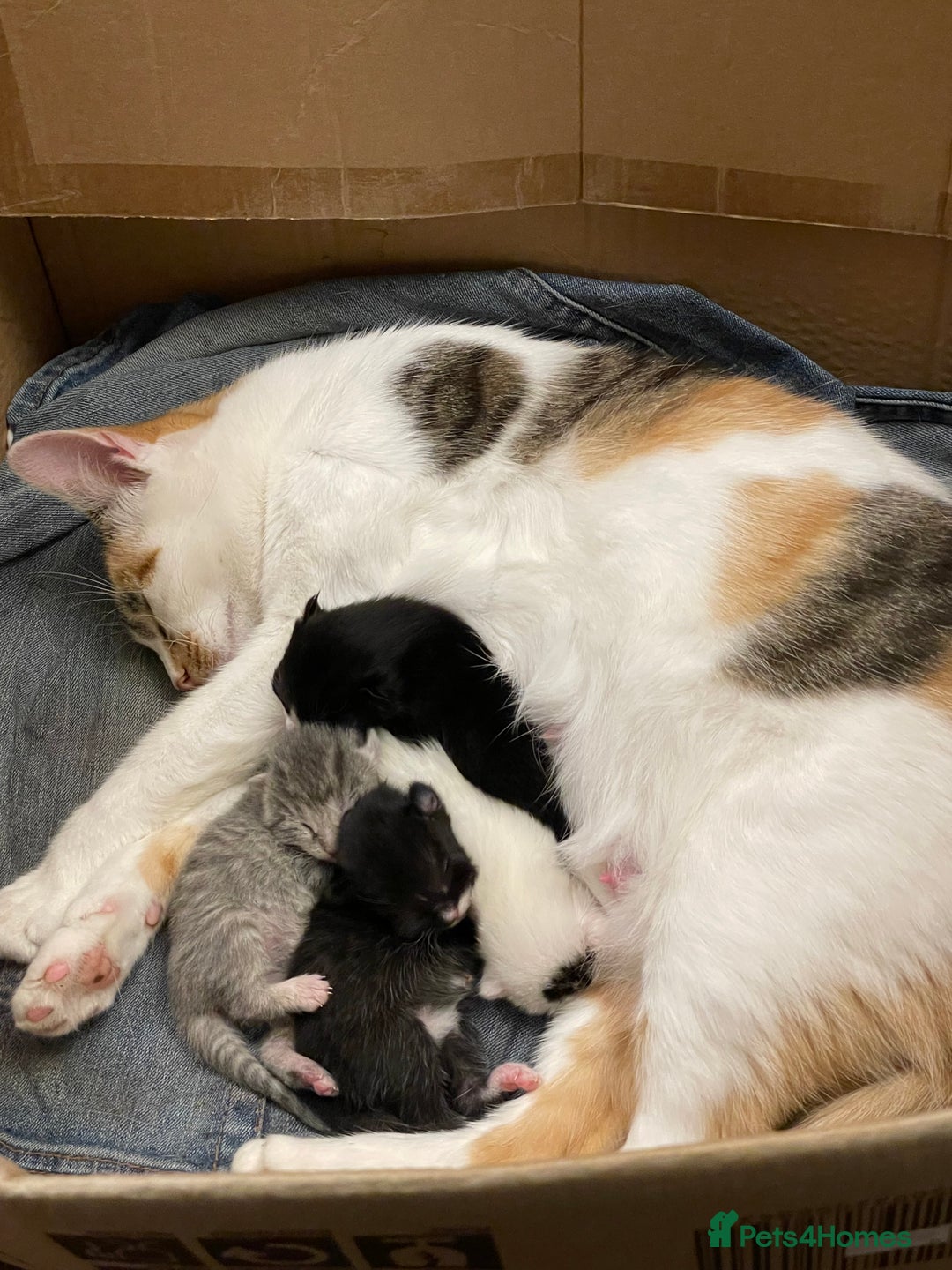 Mixed Breed cats for sale: Kitten for sale  - Advert 8