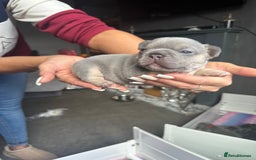 French Bulldog dogs for sale: 2nd litter of ⭐Jesus⭐️ natk9 frenchies - Image 27