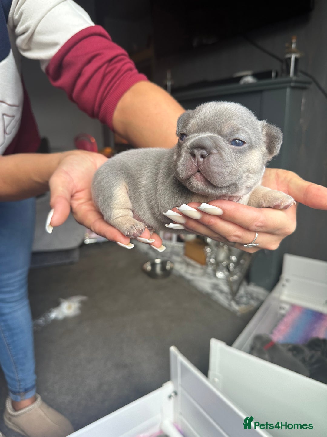French Bulldog dogs for sale: 2nd litter of ⭐Jesus⭐️ natk9 frenchies - Image 27