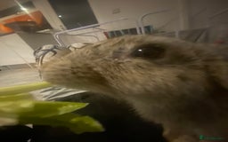 Rex rabbits for sale: Mini Rex needs rehoming - Image 3