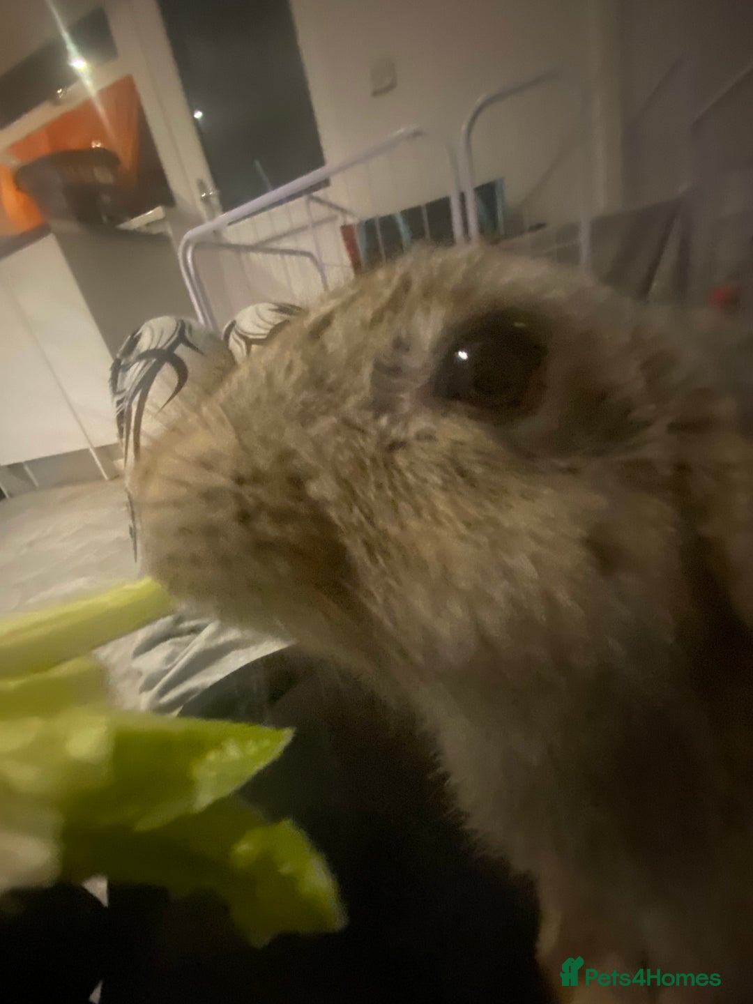 Rex rabbits for sale: Mini Rex needs rehoming - Image 3