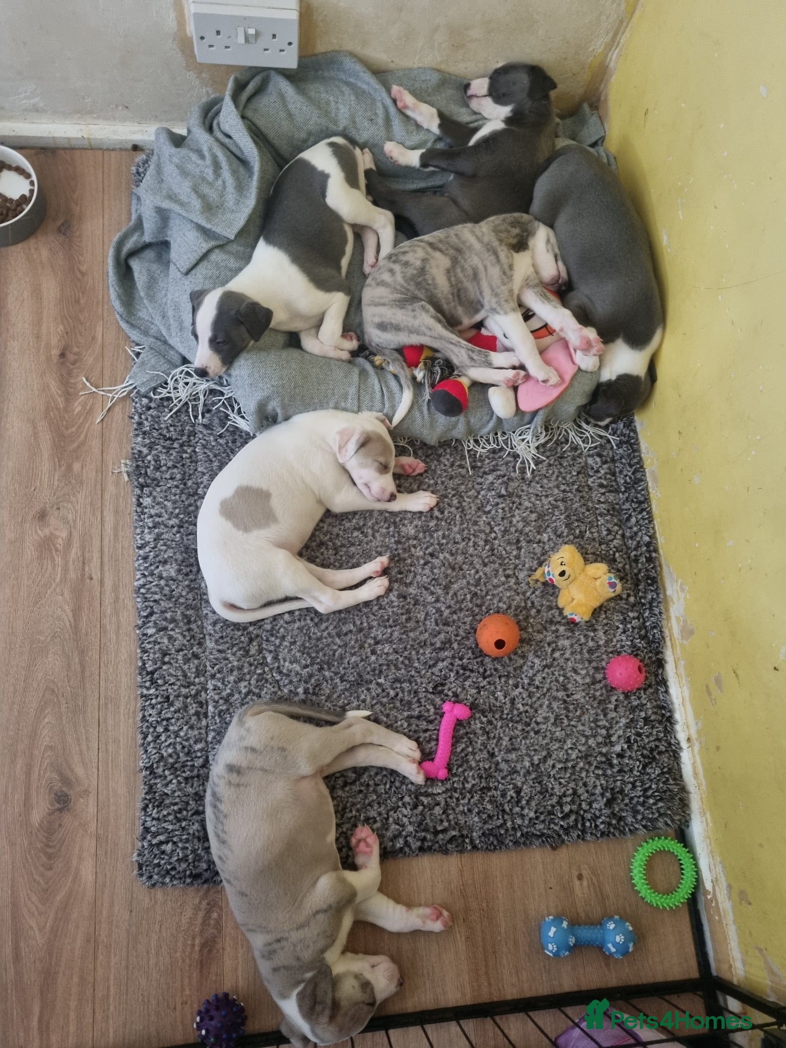 Whippet dogs ONLY 4 LEFT-UNIQUE WHIPPETS -4 girls and 2 boys - Advert 2