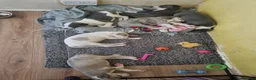 Whippet dogs for sale: REDUCED! LAST GIRL!  Health checked - Advert 16