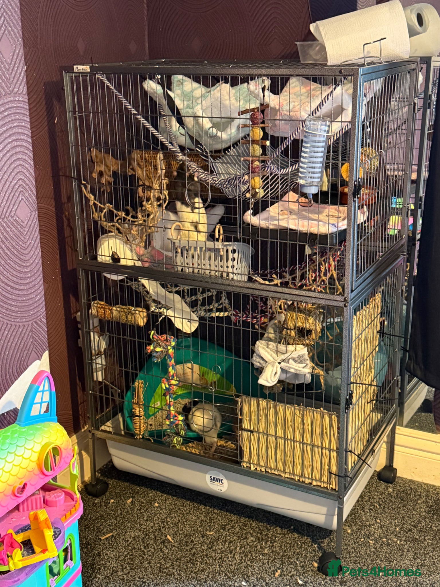 Rat rodents 9 month old tame male rats & set up - Advert 1