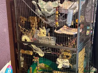 Rat rodents 9 month old tame male rats & set up - Advert 1