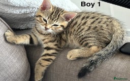 Bengal cats for sale: Gorgeous bengal kittens. READY NOW!!!! - Image 4