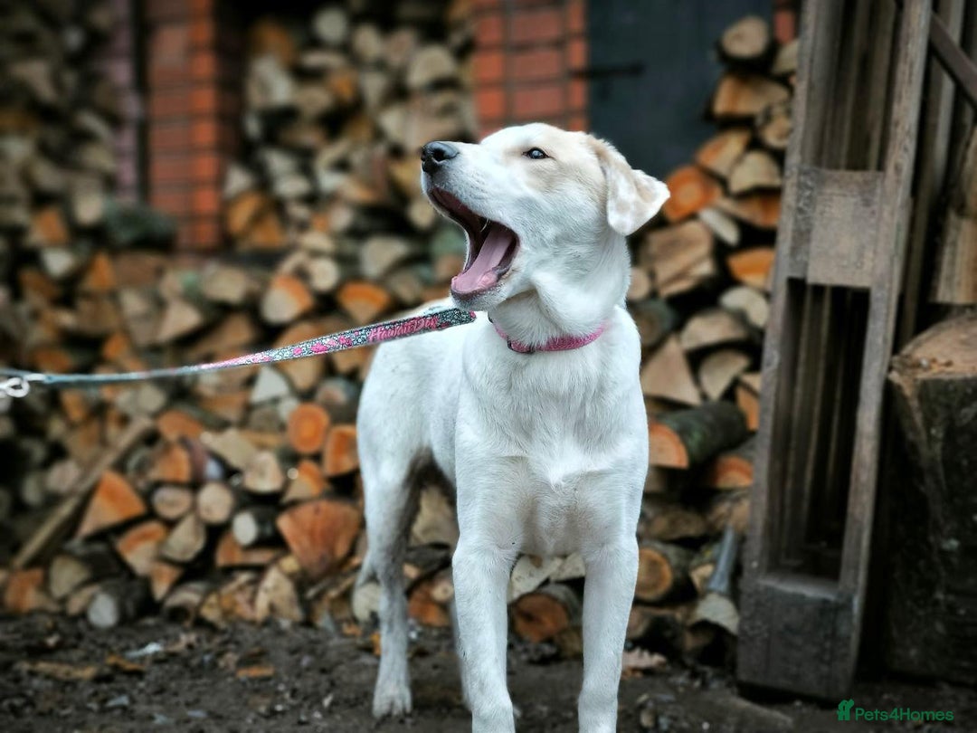 Mixed Breed dogs for adoption: 💙🐶 LEO 🐶💙 - Advert 9