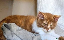 British Shorthair cats for sale: British shorthair kittens  - Image 3