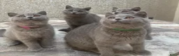 British Shorthair cats for sale: Fully Vaccinated Adorable Gorgeous BSH kittens - Advert 4