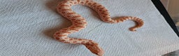 Snake reptiles for sale: Yearling western hognose albinos males and females - Advert 5