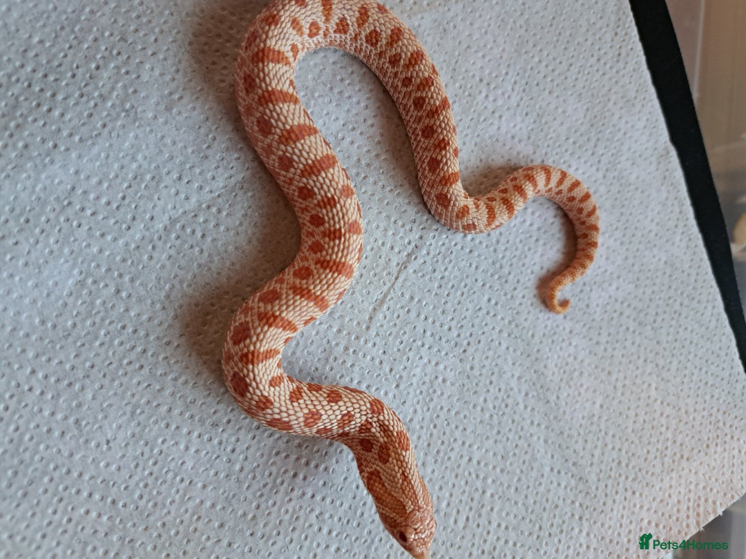 Snake reptiles for sale: Yearling western hognose albinos males and females - Advert 5