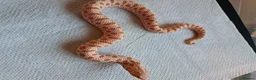 Snake reptiles for sale: Yearling western hognose albinos females - Advert 9