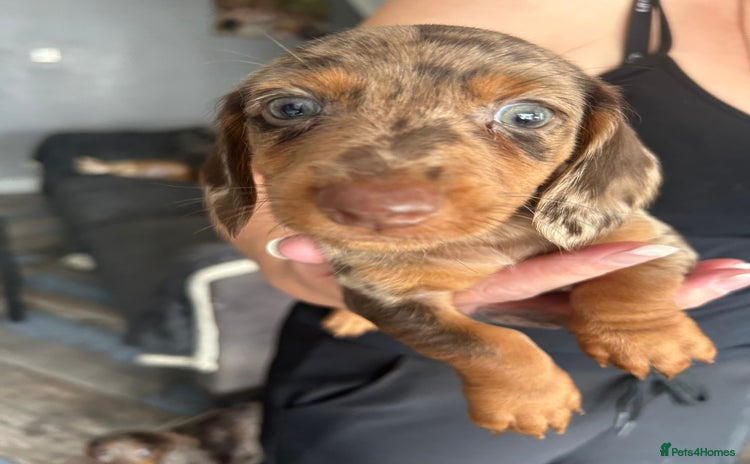 Miniature Dachshund dogs - Advert 2