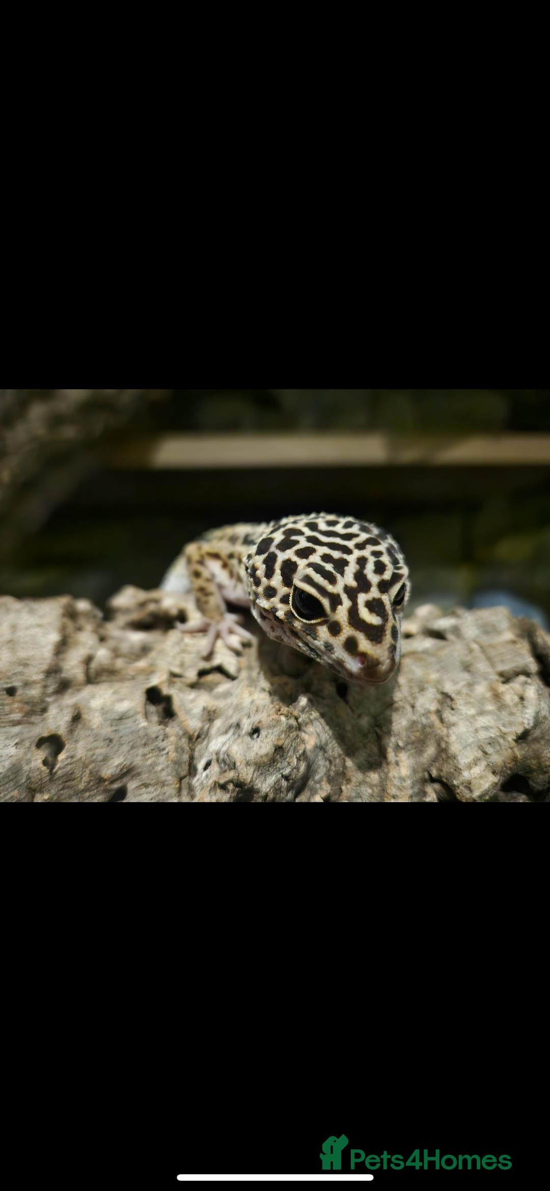 Gecko reptiles for sale: Leopard Gecko and Full enclosure ‼️ - Advert 3