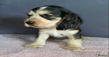 Cocker Spaniel dogs - Advert 8