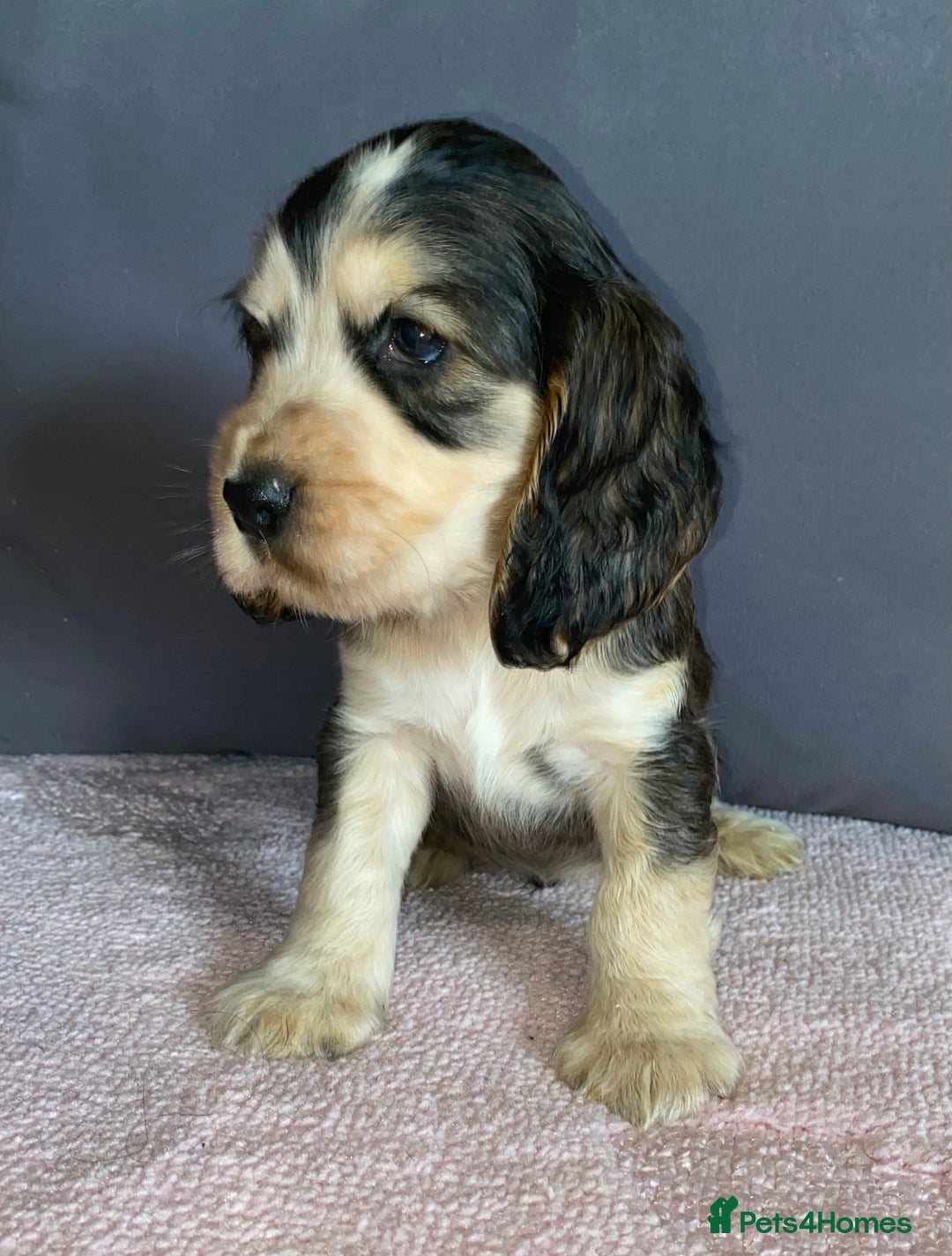 Cocker Spaniel dogs for sale: Outstanding KC Show Cockers 🐾 - Image 3