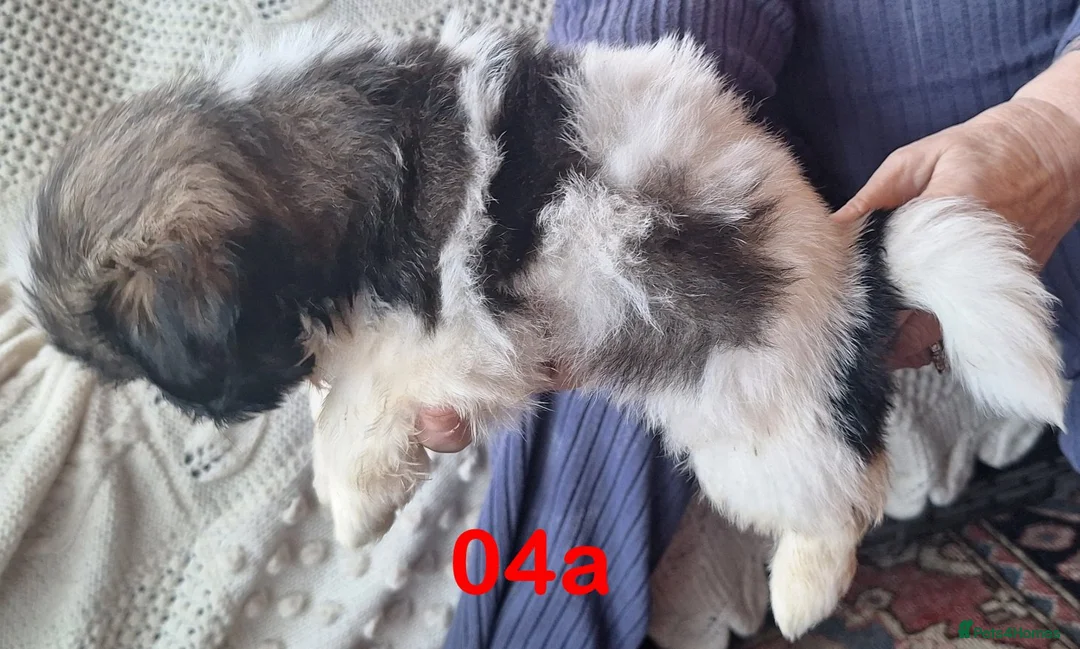 Shih Tzu dogs for sale: Shih-Tzu X Puppies 2xMale - Advert 3