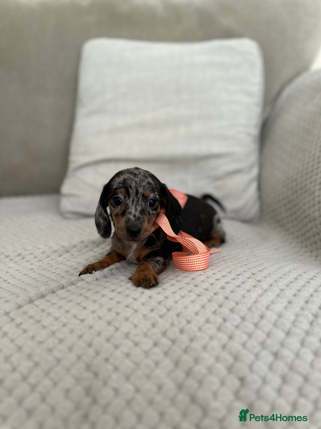 Dachshund dogs for sale: Minnature Long Haired Dachshund puppies  - Image 9