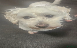 Mixed Breed dogs for adoption: Petrie - Image 1