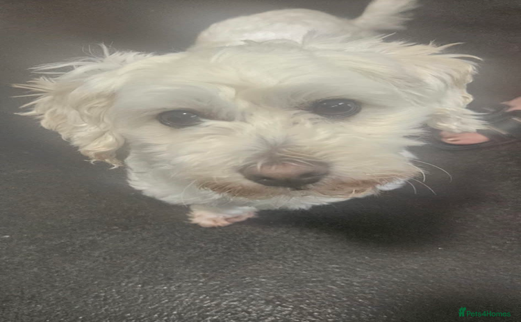 Mixed Breed dogs - Advert 4