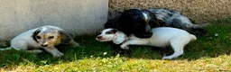 Cocker Spaniel dogs for sale: Cocker spaniel puppies in Llanelli - Advert 2