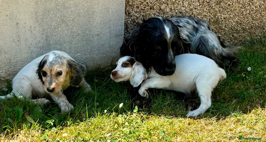 Cocker Spaniel dogs for sale: Cocker spaniel puppies in Llanelli - Advert 2