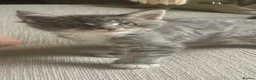 Maine Coon cats for sale: Beautiful Maine coon kittens 🐱  - Advert 34
