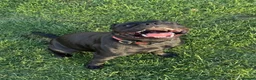 Staffordshire Bull Terrier dogs for sale: Chunky KC Registered Staffordshire Puppies - Advert 38
