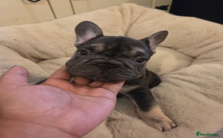 French Bulldog dogs - Advert 3