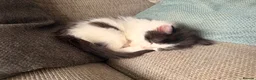 British Longhair cats for sale: Chunky long haired kittens  - Advert 6