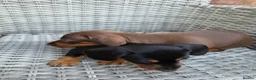 Miniature Dachshund dogs for sale: 2 female mintiure dachshund ready soon - Advert 4