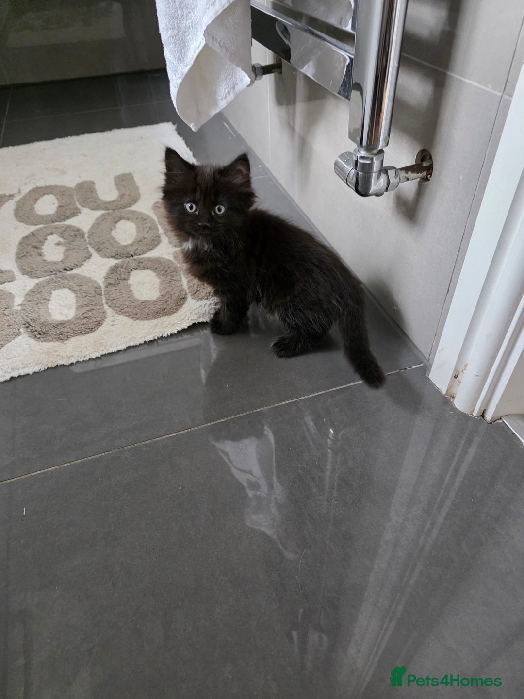 British Longhair cats for sale: 7 kittens boys and girls. British longhair cross  - Image 37