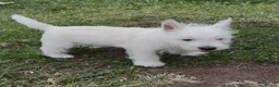 West Highland Terrier dogs for sale: Beautiful west highland terrier pups - Advert 7