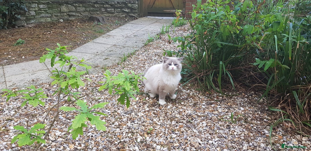 Ragdoll cats for stud: Charles - TICA and Gccf registered active boy  in Bournemouth - Image 9