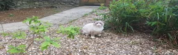 Ragdoll cats for stud: Charles - TICA and Gccf registered active boy  in Bournemouth - Advert 10