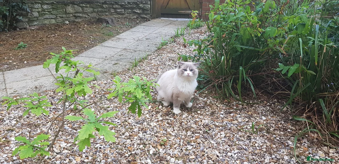 Ragdoll cats for stud: Charles - TICA and Gccf registered active boy  in Bournemouth - Advert 10