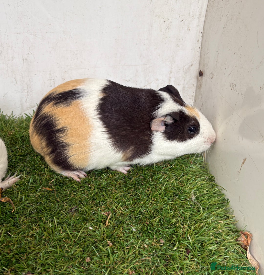 Guinea Pig rodents for sale: Female baby guinea pigs  - Image 21