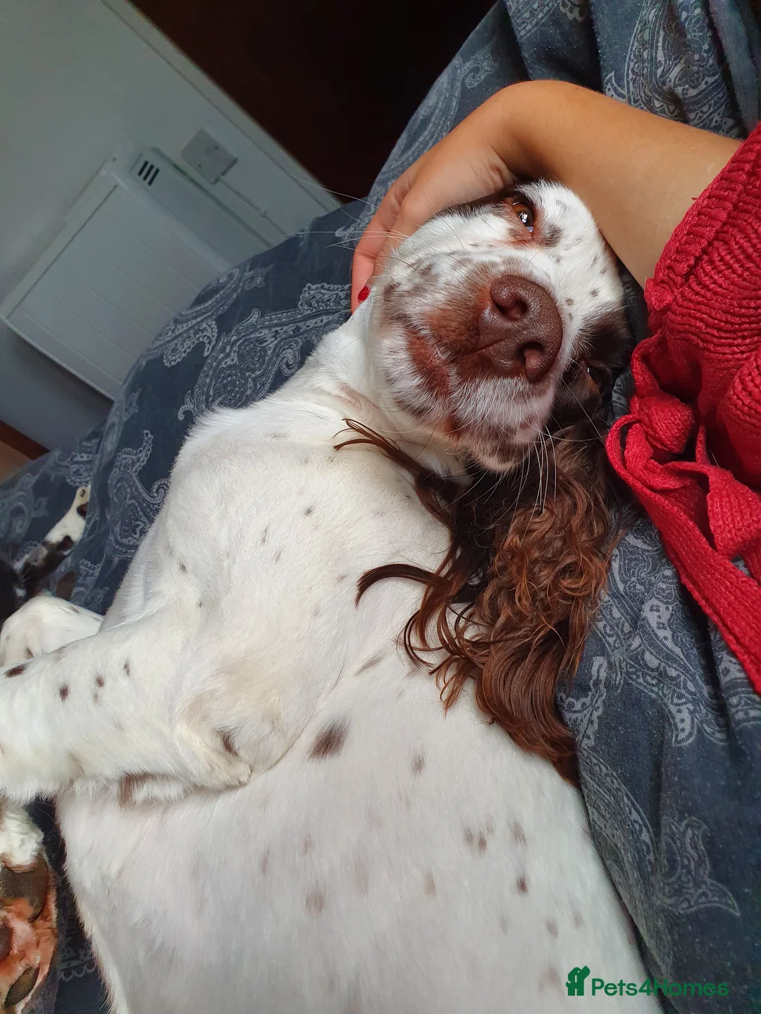 English Springer Spaniel dogs for sale: Reggie - Advert 5