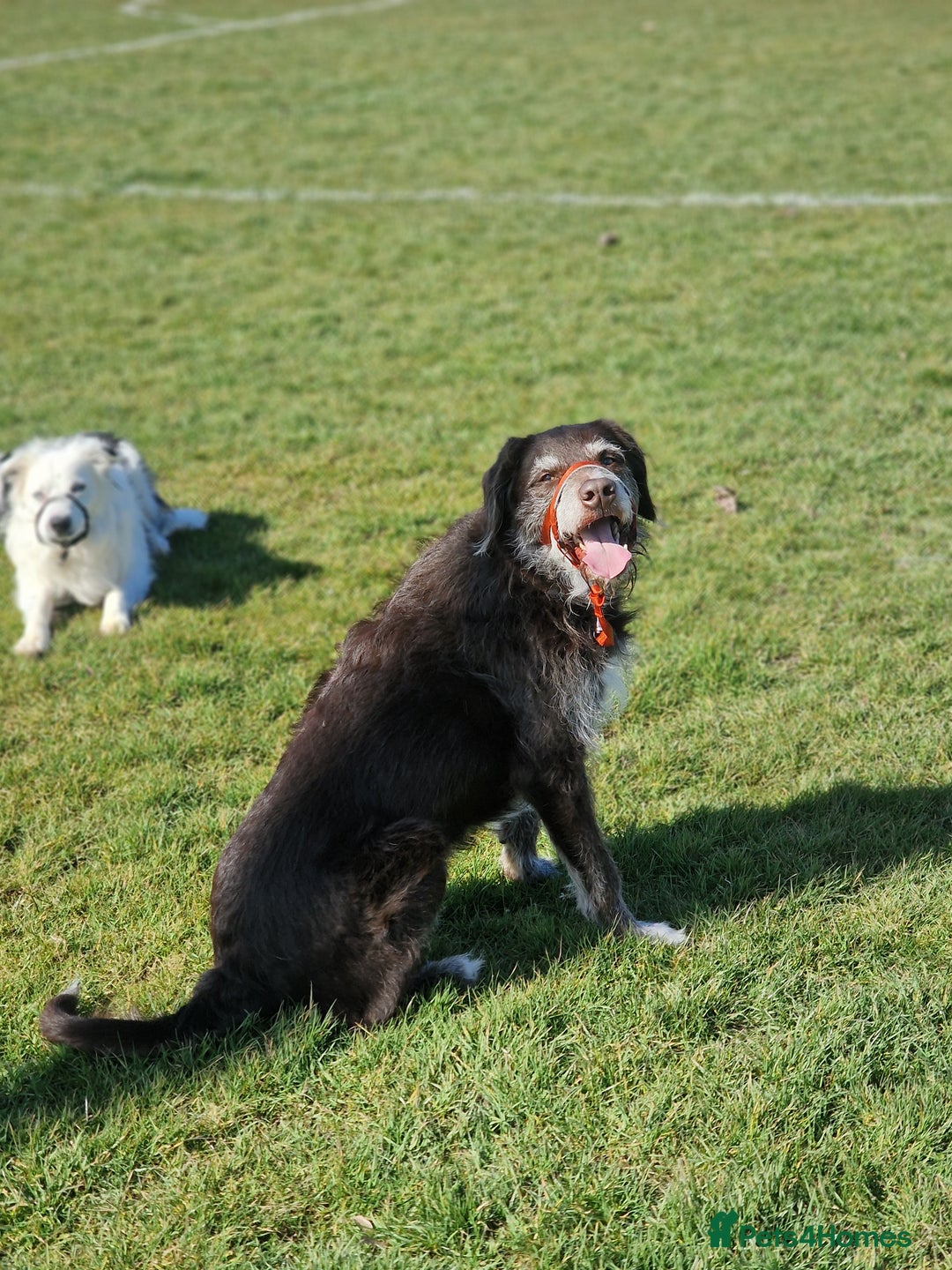 Mixed Breed dogs for sale: Dog for rehoming - Advert 6