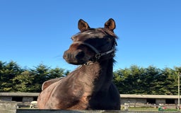 English Thoroughbred horses for sale: X2 safe stunning geldings alrounders - Image 24