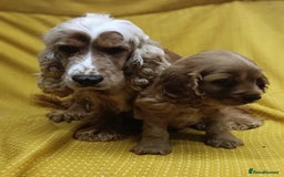 Cocker Spaniel dogs for sale: 🩵Beautiful Male Show Type Cocker Spaniel 🩵 - Image 5