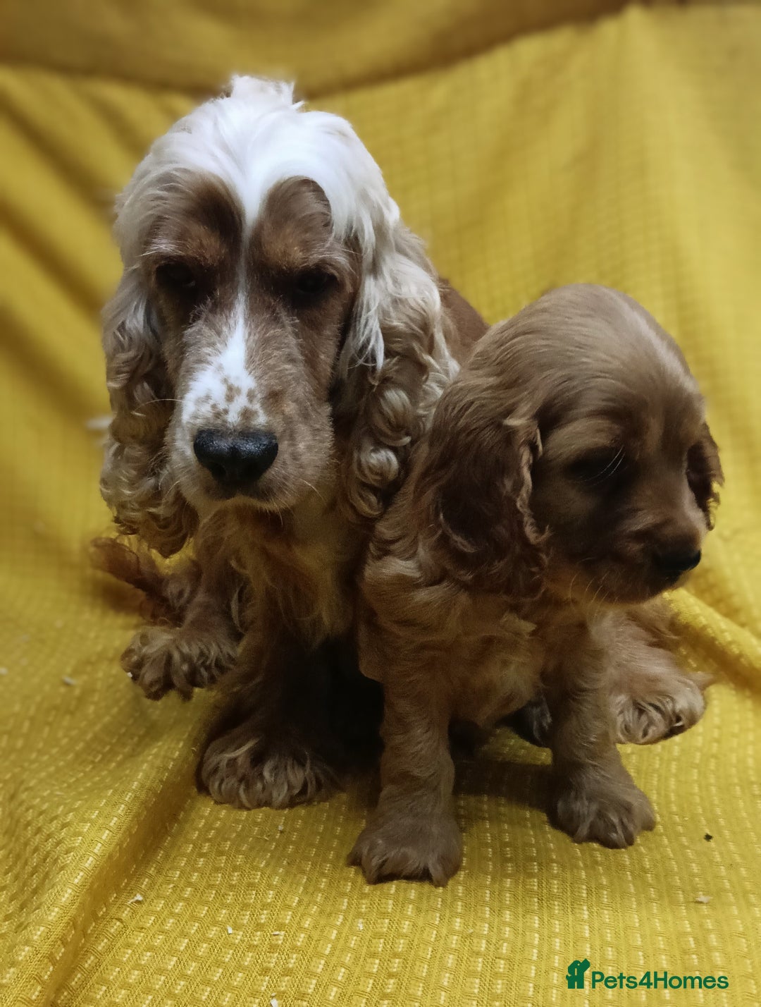 Cocker Spaniel dogs for sale: 🩵Beautiful Male Show Type Cocker Spaniel 🩵 - Image 5