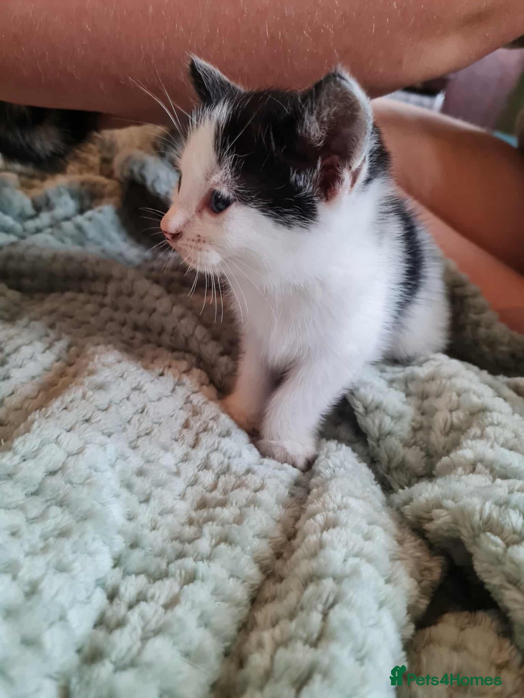 Mixed Breed cats for sale: Kittens - Image 8