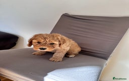 Cockapoo dogs for sale: Adorable Pappy Bread Cockapoo Puppies F2 - Image 34