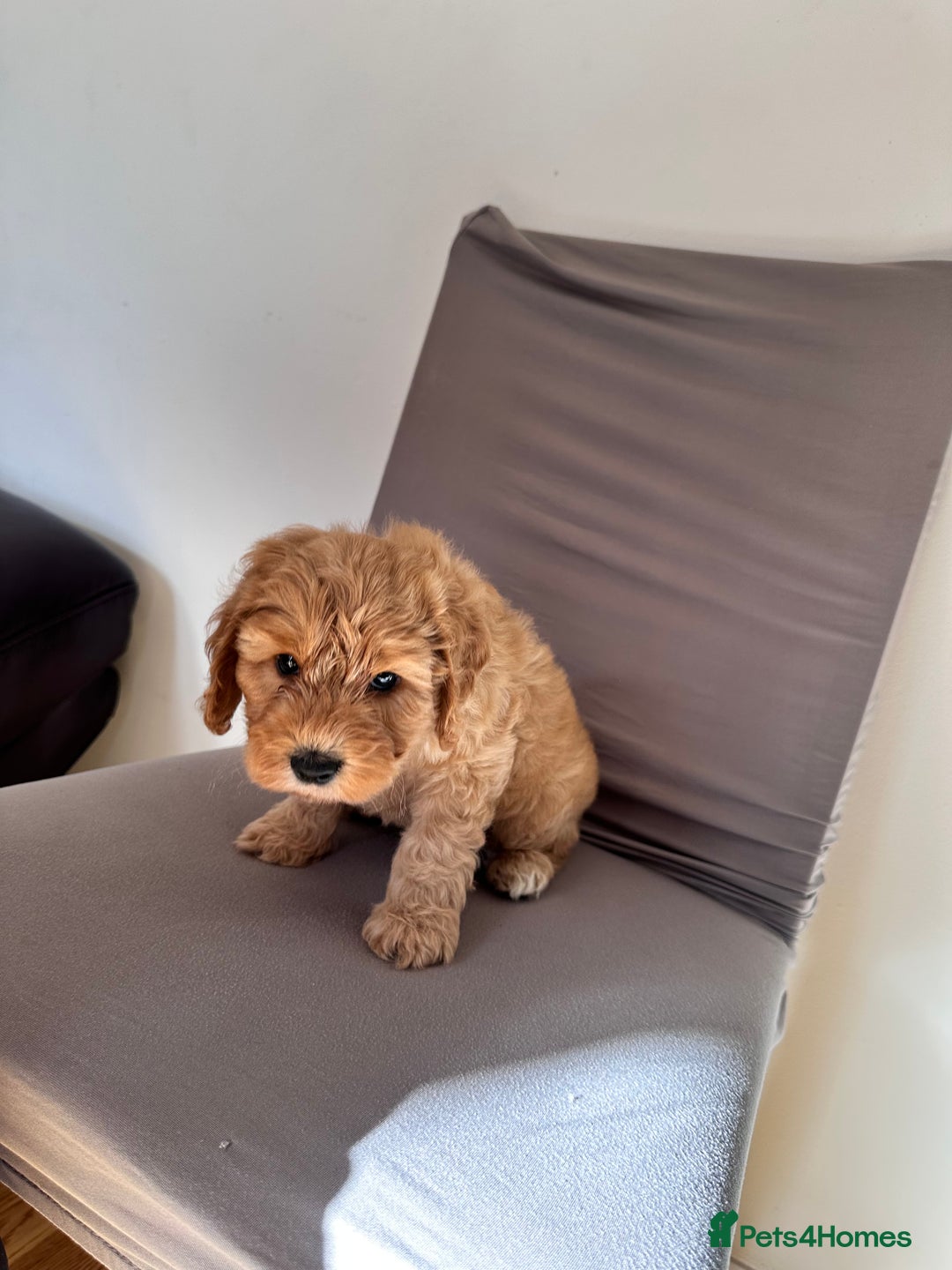 Cockapoo dogs for sale: Adorable Pappy Bread Cockapoo Puppies F2 - Image 34