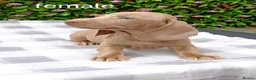 Miniature Dachshund dogs for sale: RAINBOW MINIS KC REG PRA CLEAR  - Advert 14